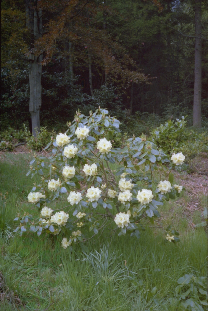 19790000-1981 SLALEY HALL Driveway Woodland.jpg